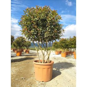   Photinia fraseri ‘Pink Marble’ - Törzses Korallberkenye 