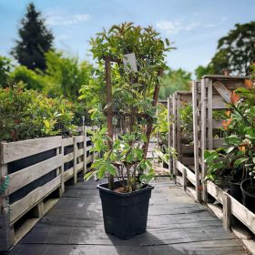   Photinia fraseri ‘Pink Marble’ - Törzses Korallberkenye (fal)