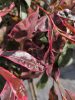 Photinia fraseri ‘Pink Marble’ - Törzses Korallberkenye (fal)