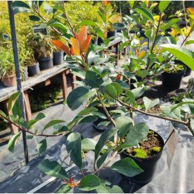 Photinia fraseri - ‘Red Robin’ - Korallberkenye