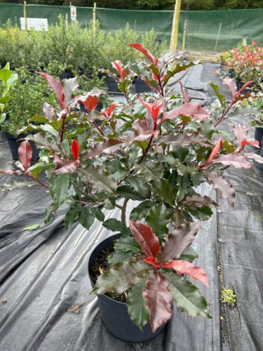 Photinia ‘Magical Volcano’ - Korallberkenye