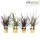 Phormium mix - Vászonfű