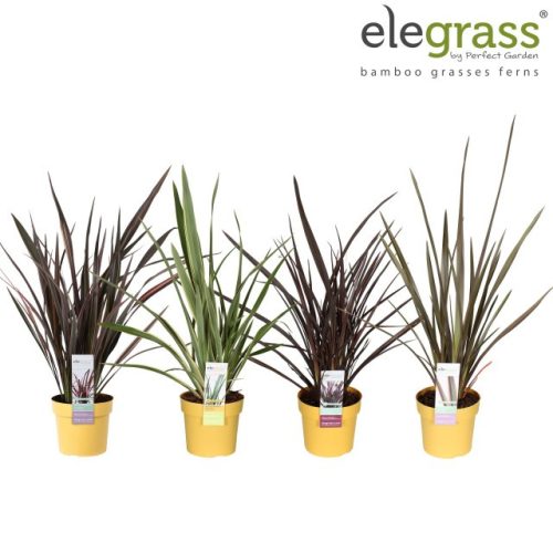Phormium mix - Vászonfű
