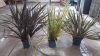 Phormium mix - Vászonfű