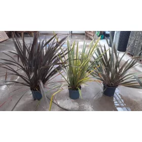 Phormium mix - Vászonfű