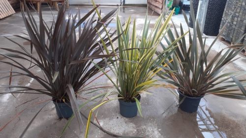 Phormium mix - Vászonfű