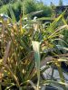 Phormium mix - Vászonfű