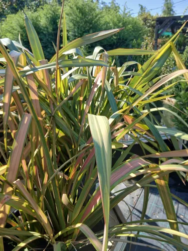 Phormium mix - Vászonfű