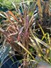 Phormium mix - Vászonfű