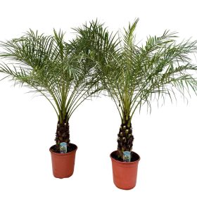 Phoenix roebelenii - Datolyapálma