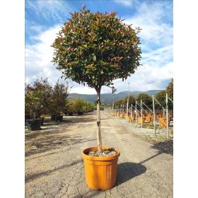   Photinia fraseri - ‘Red Robin’ - Korallberkenye (törzses)