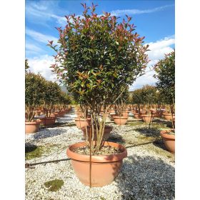 Photinia fraseri - ‘Red Robin’ - Korallberkenye 