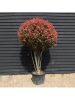 Photinia fraseri - ‘Red Robin’ - Korallberkenye 