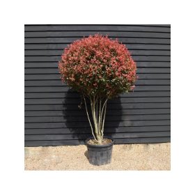 Photinia fraseri - ‘Red Robin’ - Korallberkenye 