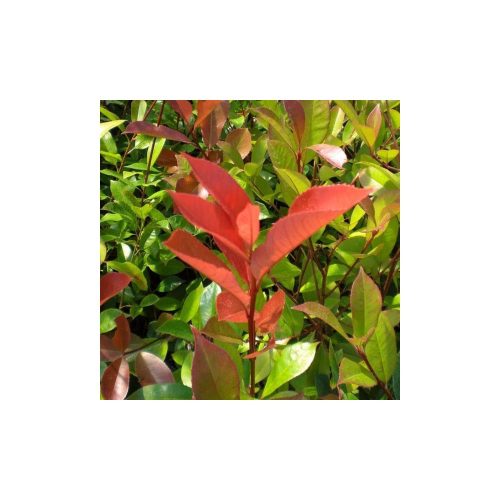 Photinia fraseri - ‘Red Robin’ - Korallberkenye 