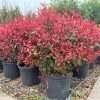 Photinia x fraseri 'Carré Rouge' – Korallberkenye