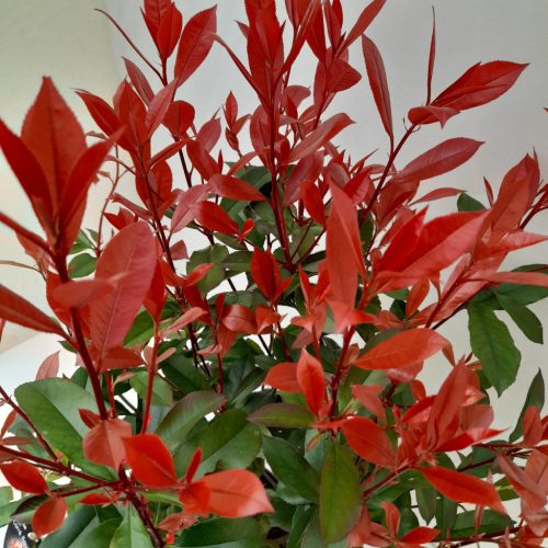 Photinia x fraseri 'Carré Rouge' – Korallberkenye