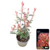 Photinia x fraseri 'Carré Rouge' – Korallberkenye