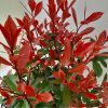 Photinia x fraseri 'Carré Rouge' – Korallberkenye