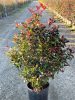 Photinia x fraseri 'Little Red Robin nana' – Korallberkenye