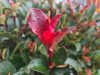 Photinia x fraseri 'Little Red Robin nana' – Korallberkenye