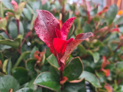 Photinia x fraseri 'Little Red Robin nana' – Korallberkenye