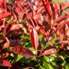 Photinia fraseri - ‘Red Robin’ - Korallberkenye