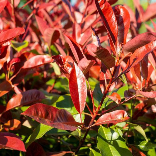 Photinia fraseri - ‘Red Robin’ - Korallberkenye