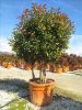 Photinia Serrulata 'Corallo' - korallberkenye