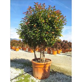 Photinia Serrulata 'Corallo' - korallberkenye
