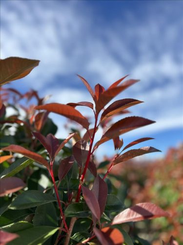 Photinia Serrulata 'Corallo' - korallberkenye