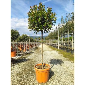   Photinia Serrulata 'Louise' - korallberkenye (törzses)