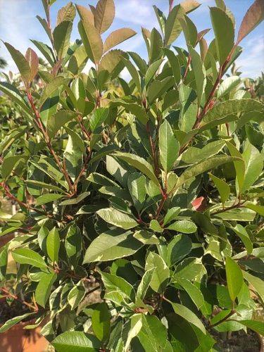 Photinia Serrulata 'Louise' - korallberkenye (törzses)