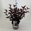 Physocarpus opulifolius 'All Black' - Hólyagvessző