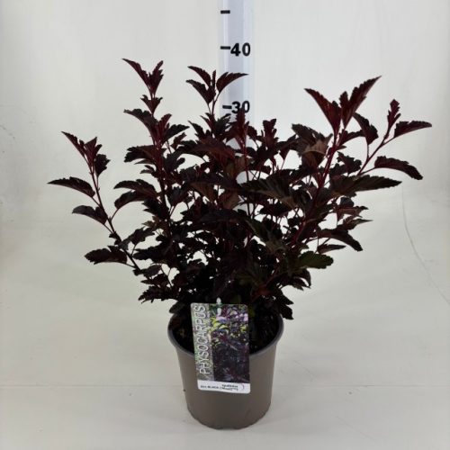 Physocarpus opulifolius 'All Black' - Hólyagvessző