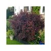 Physocarpus opulifolius 'All Black' - Hólyagvessző