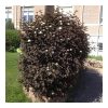 Physocarpus opulifolius 'Diabolo' - Bangitalevelű hólyagvessző