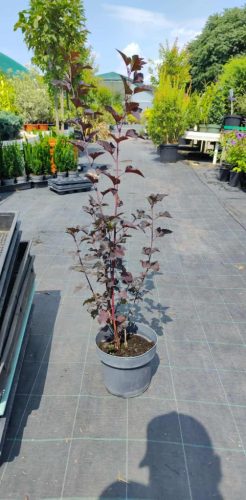 Physocarpus opulifolius 'Diabolo' - Bangitalevelű hólyagvessző
