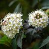 Physocarpus opulifolius 'Diabolo' - Bangitalevelű hólyagvessző