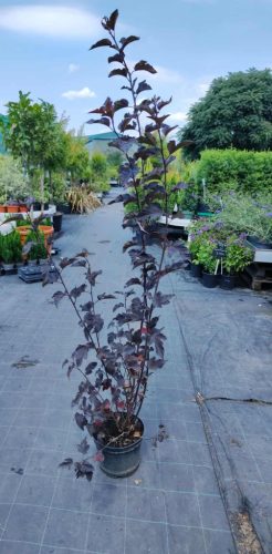 Physocarpus opulifolius 'Diabolo' - Bangitalevelű hólyagvessző