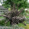 Physocarpus opulifolius 'Diabolo' - Bangitalevelű hólyagvessző
