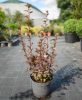 Physocarpus opulifolius 'Little Joker' - Bangitalevelű hólyagvessző