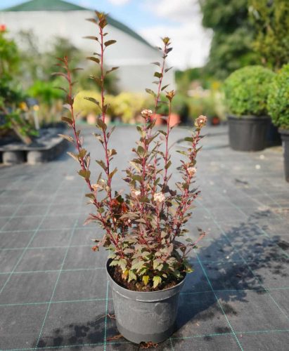 Physocarpus opulifolius 'Little Joker' - Bangitalevelű hólyagvessző
