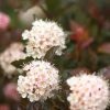 Physocarpus opulifolius "Diabolo" - Hólyagvessző