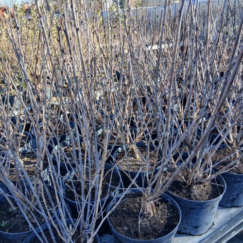 Physocarpus opulifolius "Diabolo" - Hólyagvessző