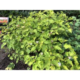   Physocarpus opulifolius Luteus - Sárga levelű hólyagvessző