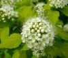 Physocarpus opulifolius Luteus - Sárga levelű hólyagvessző