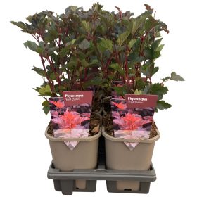 Physocarpus mix - Hólyagvessző mix (11cm)