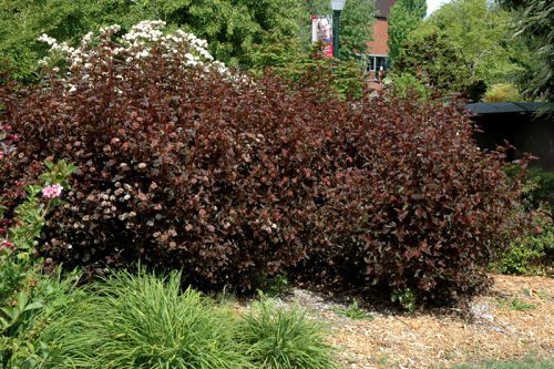 Physocarpus mix - Hólyagvessző mix (11cm)