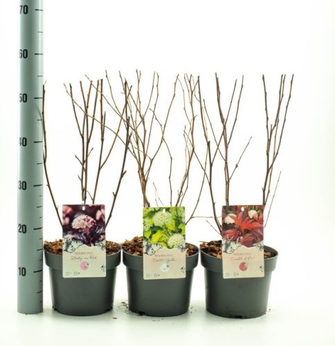 Physocarpus mix - Hólyagvessző